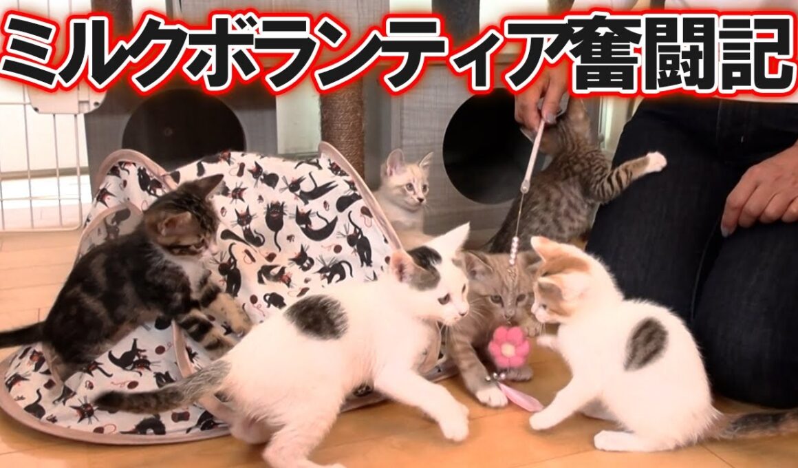 １００匹の子猫を送り出したミルクボランティア