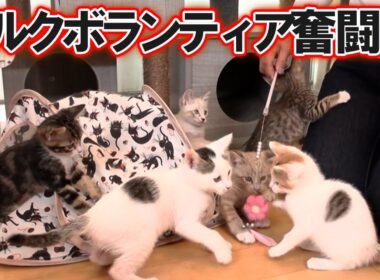 １００匹の子猫を送り出したミルクボランティア