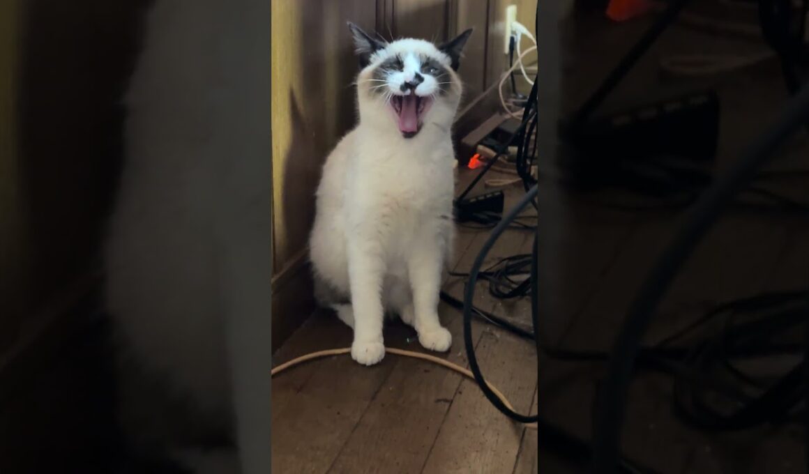 シャムの子ねこパンダくん、大きくアクビが可愛かった