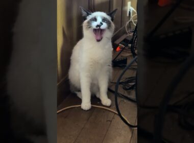 シャムの子ねこパンダくん、大きくアクビが可愛かった