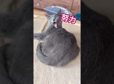 美しさを保つには？❤️ #猫 #ロシアンブルー #猫のいる暮らし  #shorts