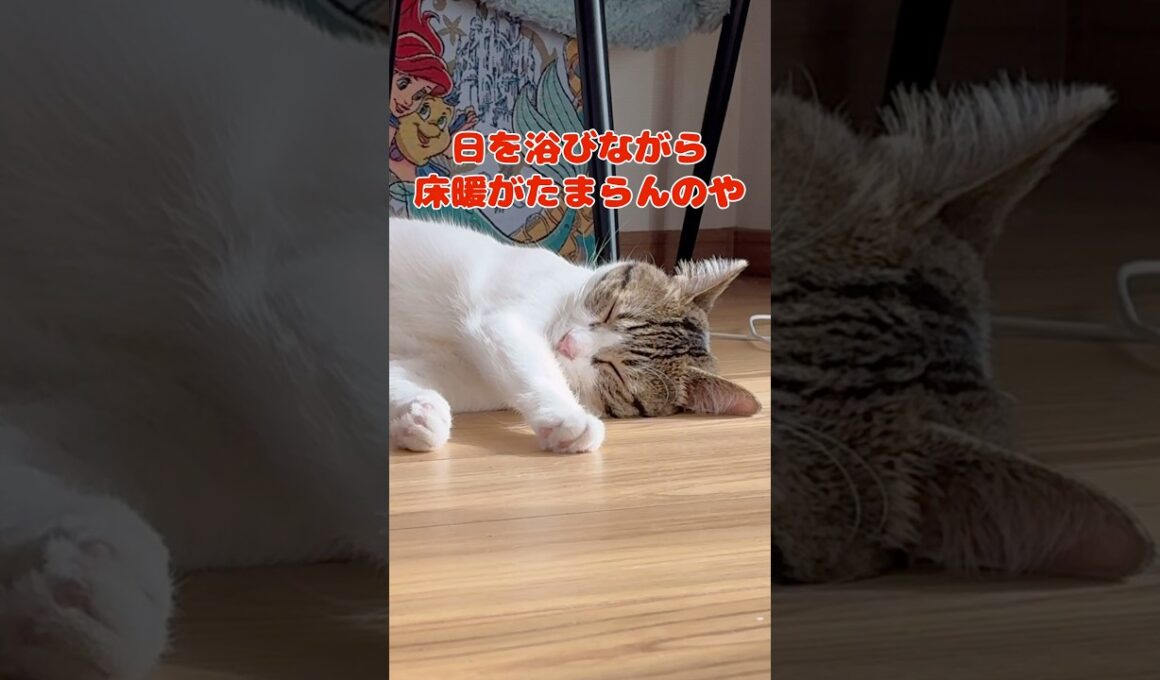 【保護猫】床暖で育つ元野良猫