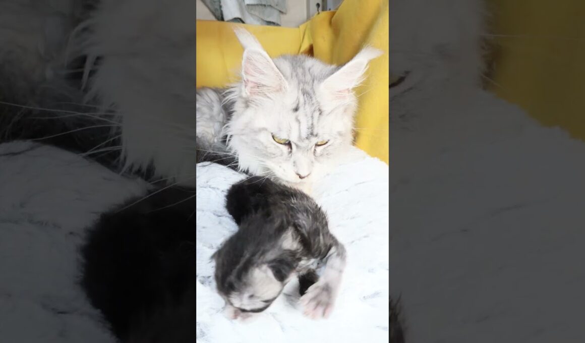 生後11日メインクーンシルバーのリッチ君 #子ネコ