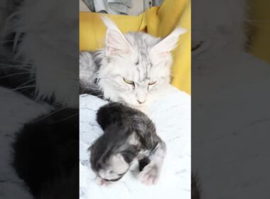 生後11日メインクーンシルバーのリッチ君 #子ネコ