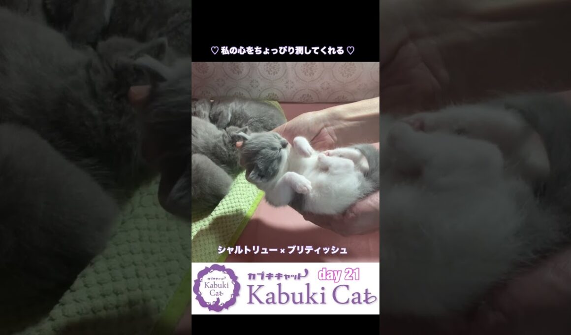 ゆりかご【シャルトリュー✖️ブリティッシュショートヘア子猫】 #ブリティッシュショートヘア #ゆりかご #シャルトリュー
