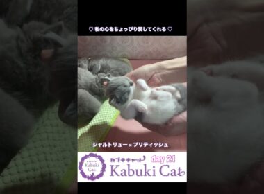 ゆりかご【シャルトリュー✖️ブリティッシュショートヘア子猫】 #ブリティッシュショートヘア #ゆりかご #シャルトリュー