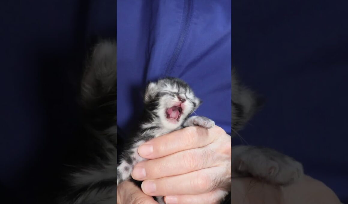 生後11日メインクーンシルバーのリッチ君