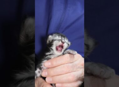 生後11日メインクーンシルバーのリッチ君