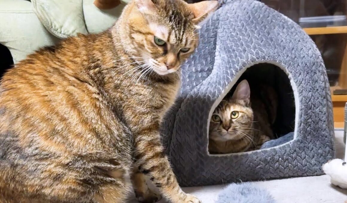 後輩猫たちに人気な姉猫が末っ子猫と遊ぶとこうなります…笑