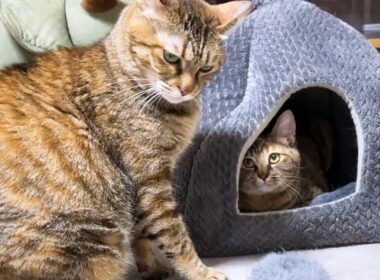 後輩猫たちに人気な姉猫が末っ子猫と遊ぶとこうなります…笑