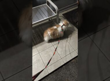 【猫のいる暮らし】#ペルシャ #cat #スコティッシュフォールド #もふもふ