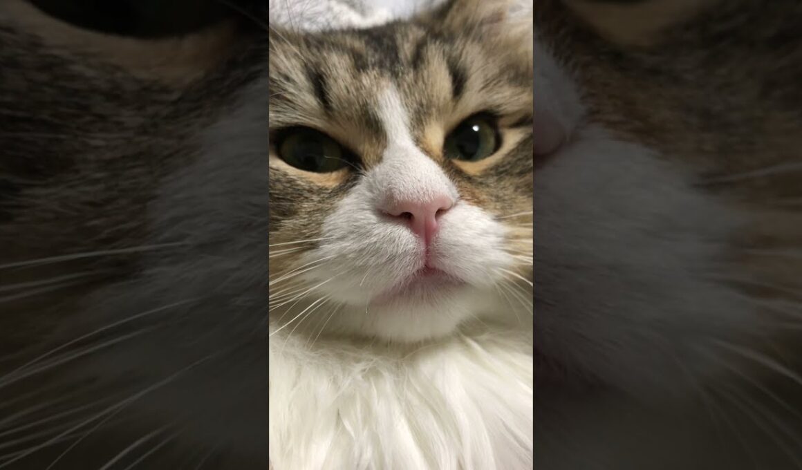 名前を呼んだ反応にキュンとしました【サイベリアン】