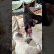 白黒の子ネコ対決！シャムの雫vs黒猫の黒夢