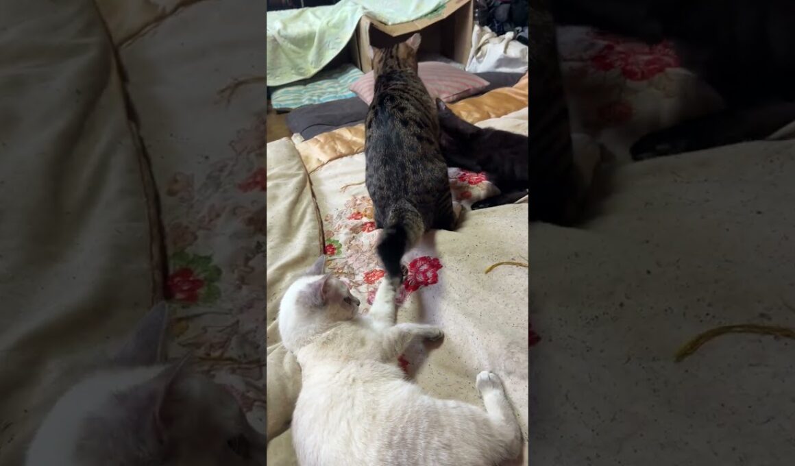 白黒の子ネコ対決！シャムの雫vs黒猫の黒夢