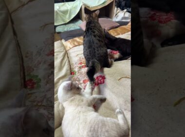 白黒の子ネコ対決！シャムの雫vs黒猫の黒夢