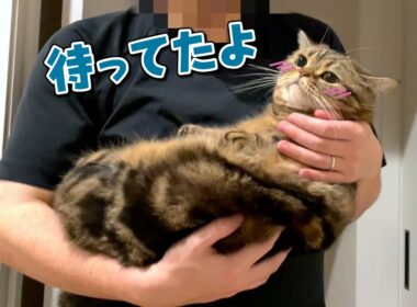 パパが来るまで寝ないで待ってる寂しがりや猫が可愛すぎる！