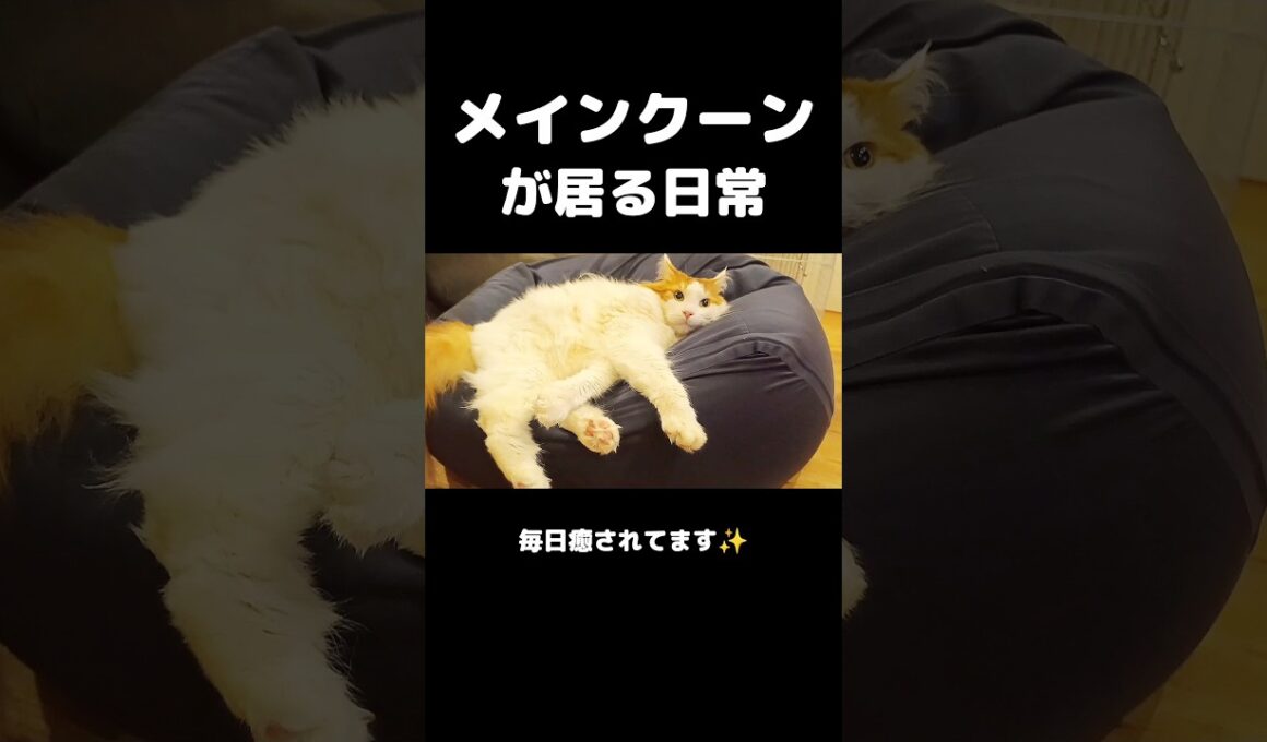今日のセテさん #メインクーン #ノルウェージャンフォレストキャット #サイベリアン #大型猫 #猫のいる暮らし #shorts #cat #mainecoon #catshorts​
