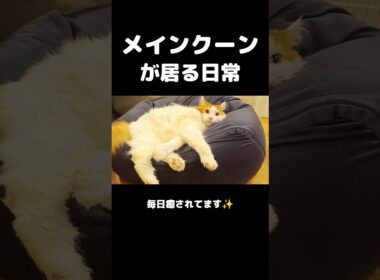 今日のセテさん #メインクーン #ノルウェージャンフォレストキャット #サイベリアン #大型猫 #猫のいる暮らし #shorts #cat #mainecoon #catshorts​