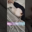 #shorts #ラグドール #子猫 #猫のいる生活 #甘えん坊猫 #ぬいぐるみ猫