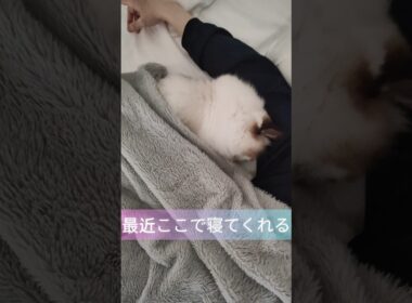 #shorts #ラグドール #子猫 #猫のいる生活 #甘えん坊猫 #ぬいぐるみ猫