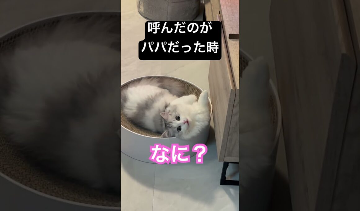 呼んだのがパパだった時の子猫の反応 #ミヌエット #cat #munchkinfold #猫のいる暮らし #子ネコ #子猫 #minuetcat #猫のいる生活 #おもちのきもち