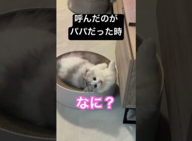 呼んだのがパパだった時の子猫の反応 #ミヌエット #cat #munchkinfold #猫のいる暮らし #子ネコ #子猫 #minuetcat #猫のいる生活 #おもちのきもち