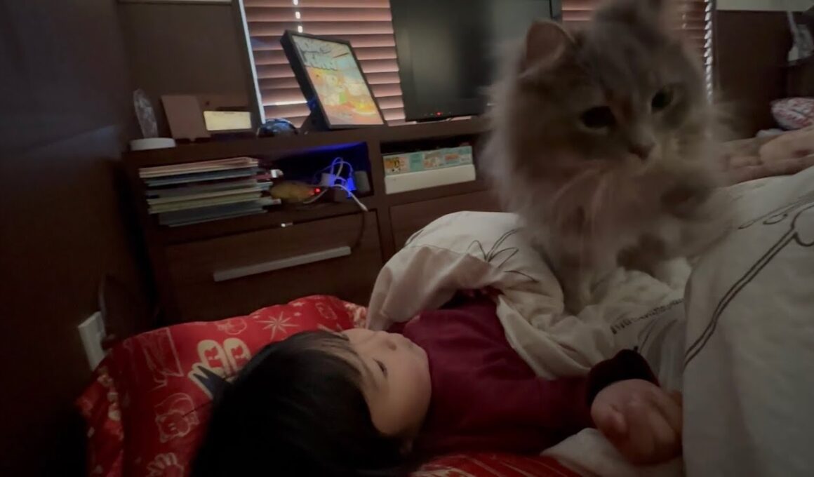 朝から周りをウロつき起こす猫　サイベリアンA cat that wakes you up by wandering around in the morning. Siberian