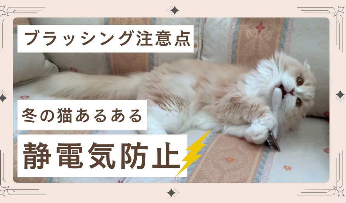 【スコティッシュフォールド】冬の猫あるある⚡静電気防止！ブラッシングの注意点！トリミング猫/グルーミング猫/Scottish Fold