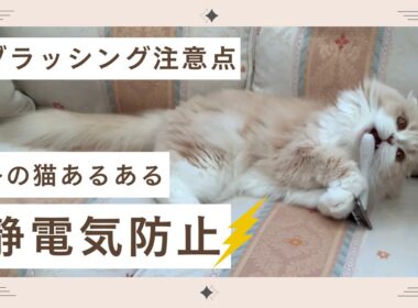 【スコティッシュフォールド】冬の猫あるある⚡静電気防止！ブラッシングの注意点！トリミング猫/グルーミング猫/Scottish Fold