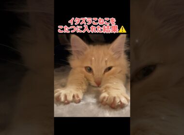 【癒し🍀】イタズラ子猫をこたつに入れた結果⚠️