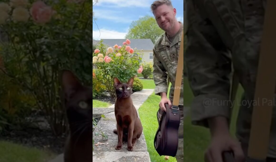 😺 🐈‍⬛ Rare Havana Brown Cat screams with joy! #cat