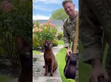 😺 🐈‍⬛ Rare Havana Brown Cat screams with joy! #cat