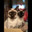 シャム猫I am a Siamese cat.livestream
