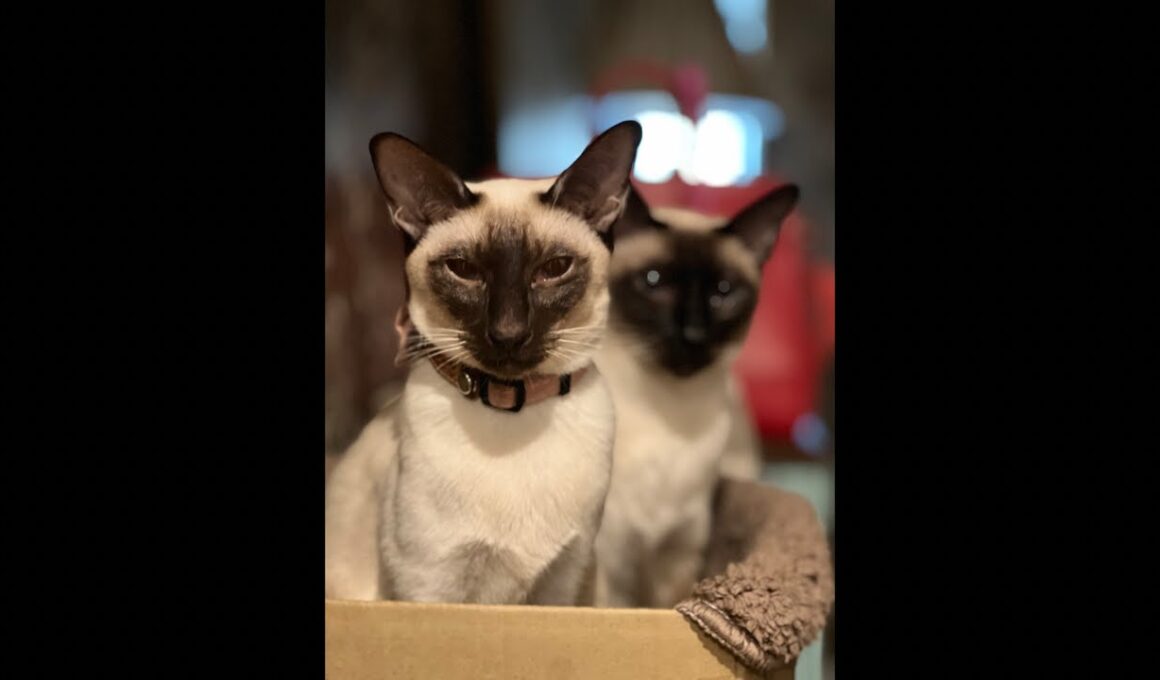 シャム猫I am a Siamese cat.livestream