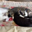 やさしいキジシロのルル。子ネコ2匹、シャムの雫、黒猫の黒夢と寄り添って