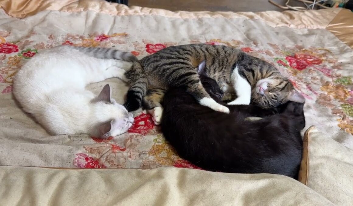 やさしいキジシロのルル。子ネコ2匹、シャムの雫、黒猫の黒夢と寄り添って