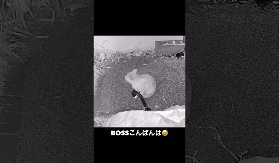 シャム母さんのことをBOSSは好きなのか？ #地域猫 #癒し #ネコ #ねこ