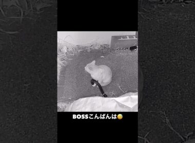 シャム母さんのことをBOSSは好きなのか？ #地域猫 #癒し #ネコ #ねこ