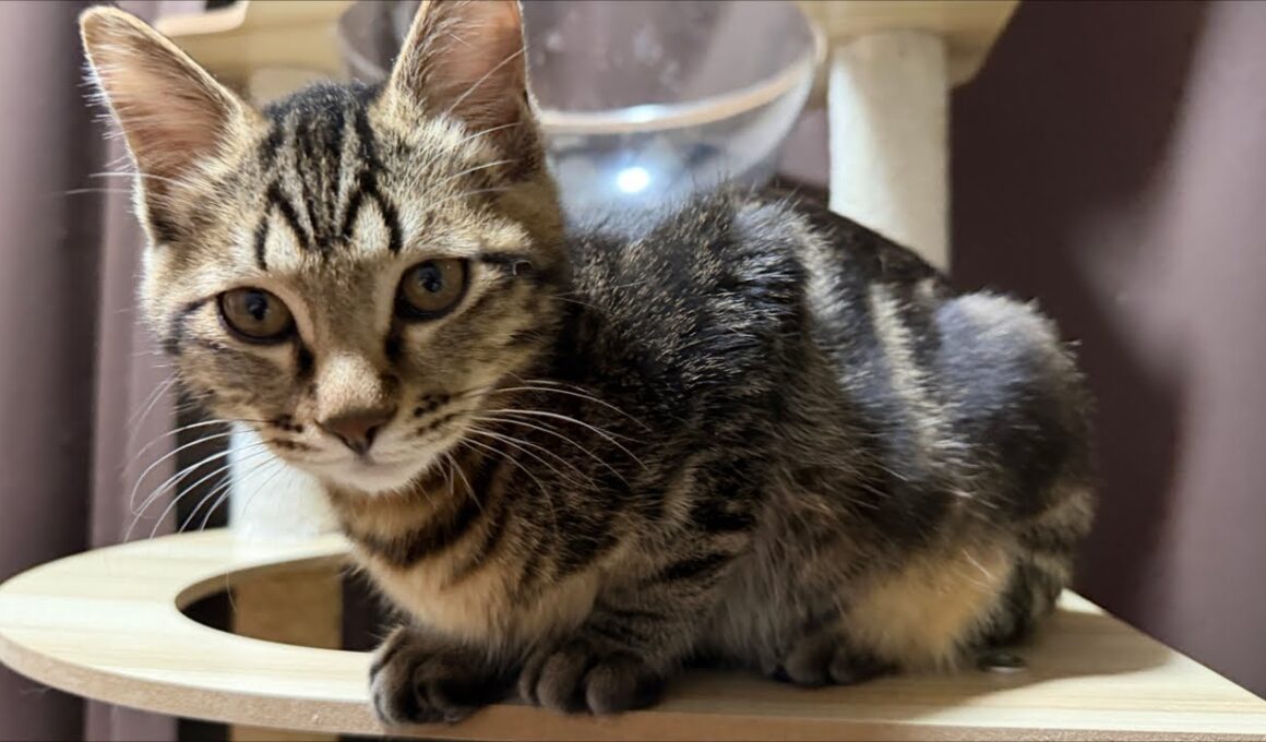 子猫お引越し前ゲリライブ🐈