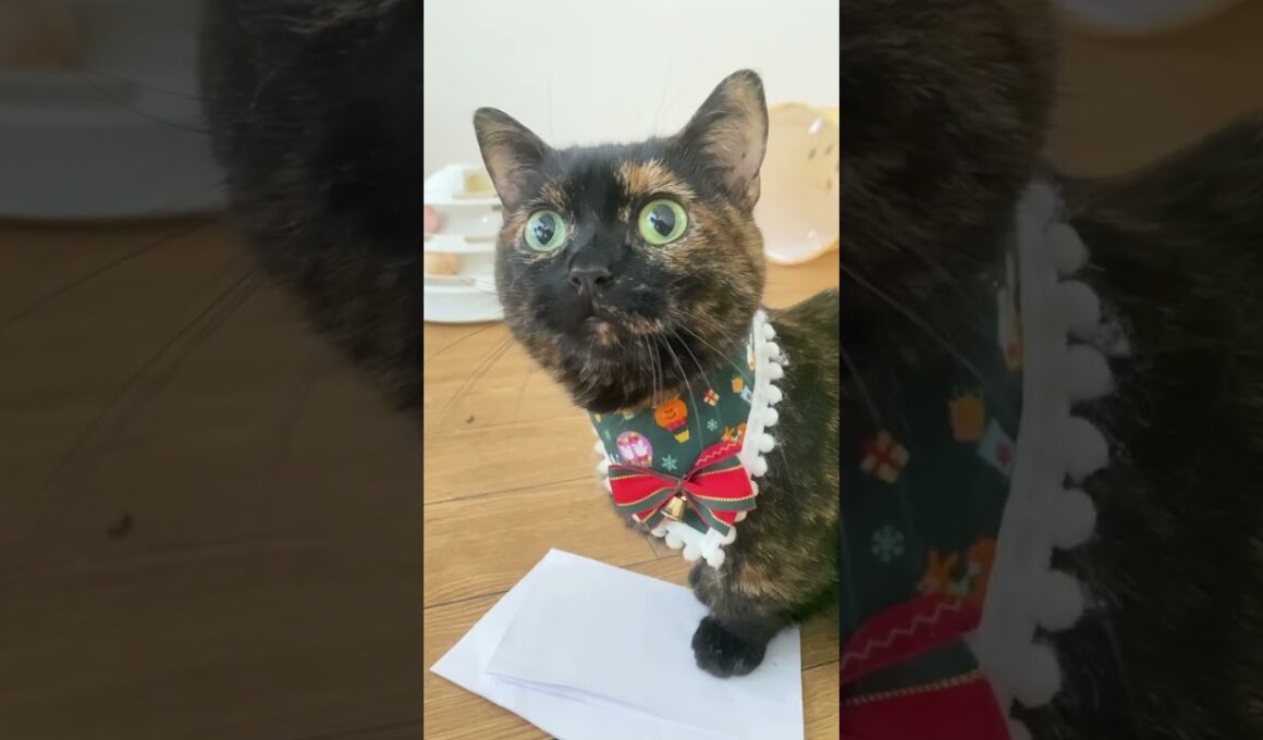 かわいい鳴き声💕 #cat #マンチカン #トーティシェル #猫 #torti #さび猫