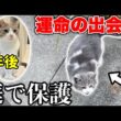 庭で震えてた子猫を素手で救出【保護日記#1】Rescue Cat