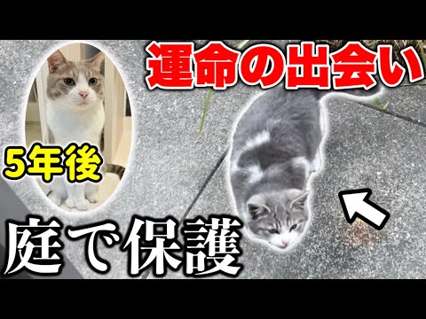 庭で震えてた子猫を素手で救出【保護日記#1】Rescue Cat