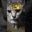 出勤前に甘える時雨#cute #cat #ねこ #猫のいる暮らし #いやし #いやされたい #いやしねこ #吹雪