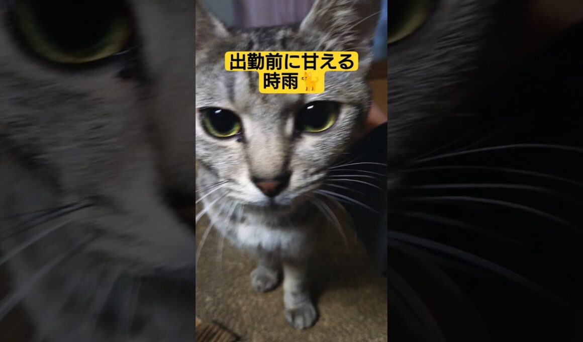 出勤前に甘える時雨#cute #cat #ねこ #猫のいる暮らし #いやし #いやされたい #いやしねこ #吹雪