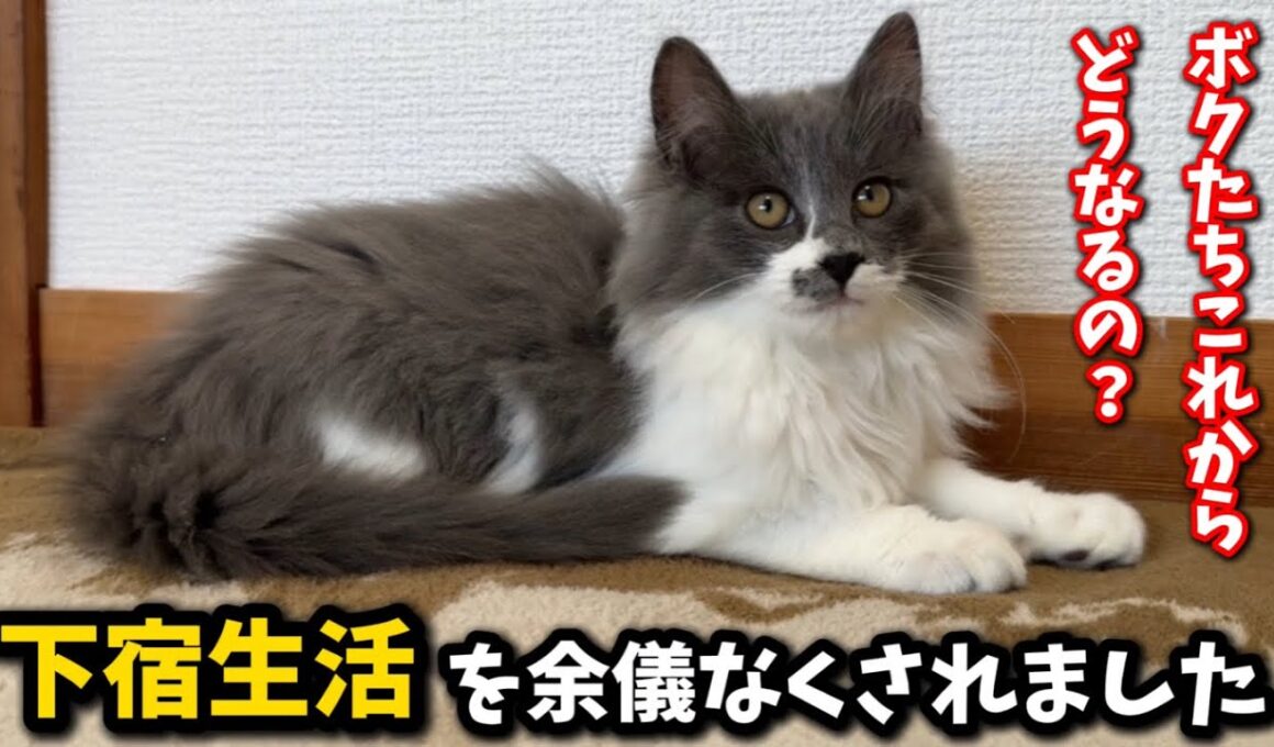 苦渋の決断…子猫たちを下宿させる事にしました