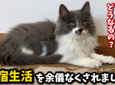 苦渋の決断…子猫たちを下宿させる事にしました