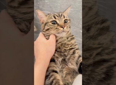 もふもふ猫と、歓喜する主たちwww #cat #猫