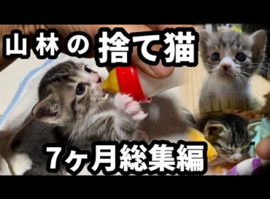 山林の捨て子猫　2025総集編