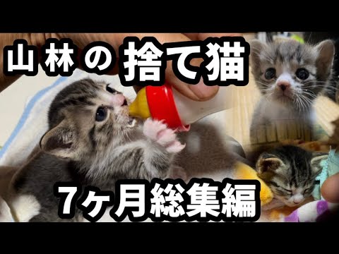 山林の捨て子猫　2025総集編