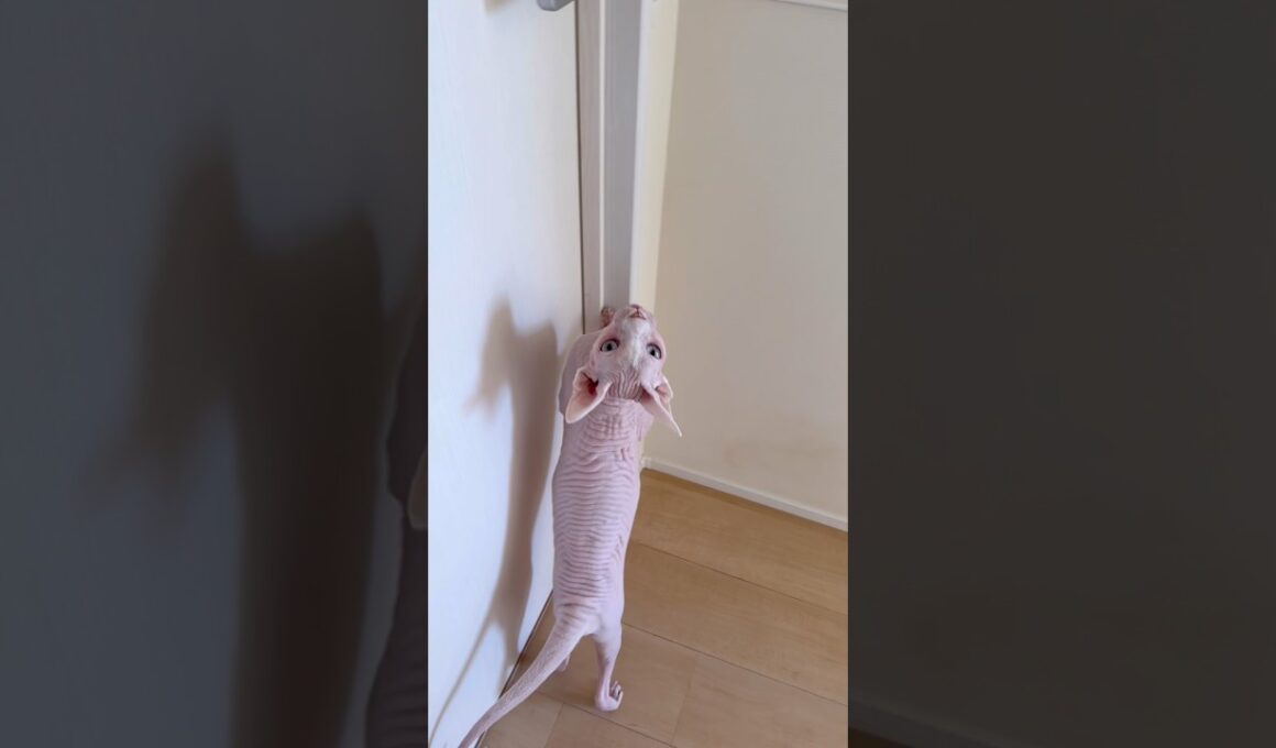 部屋に入ると寒くて即出て行く猫アレクサンドラ【スフィンクス】